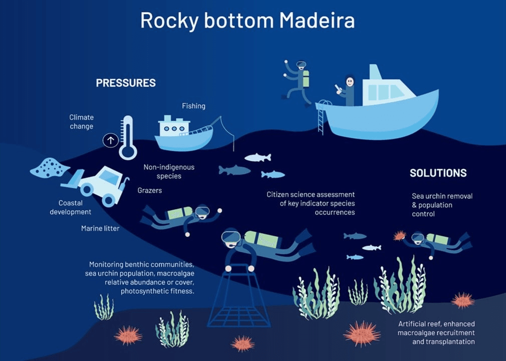 Macroalgal forests restoration infographic for Madeira Portugal