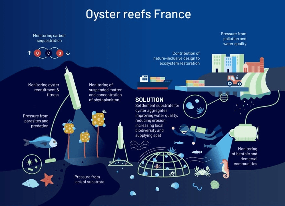Oyster reef restoration infographic for Brittany France