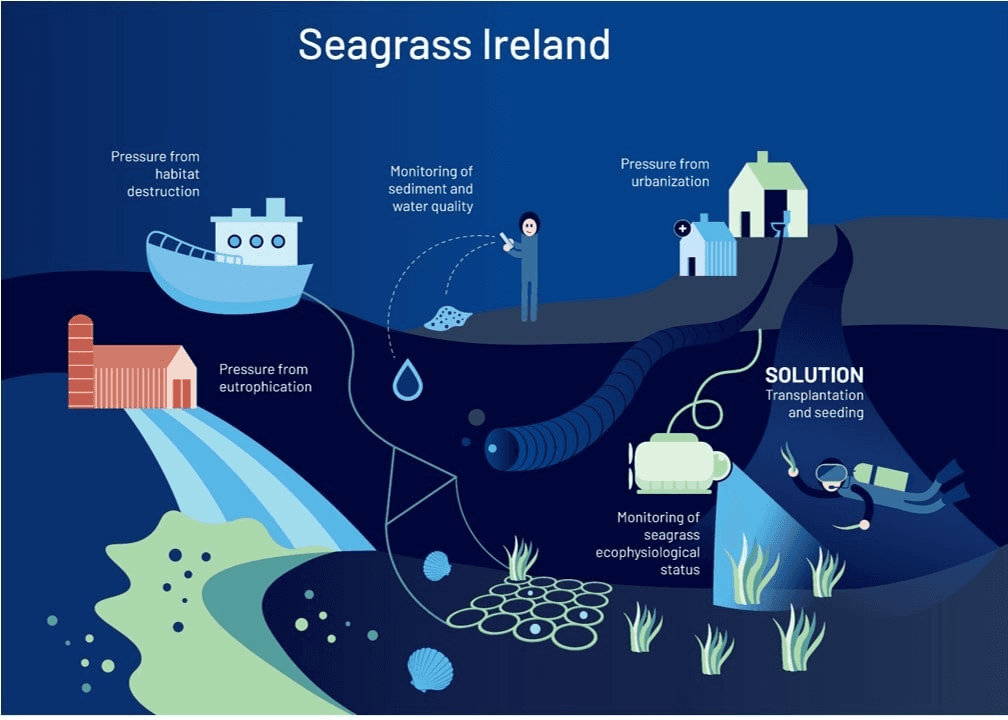 Seagrass meadows restoration infographic for Ireland