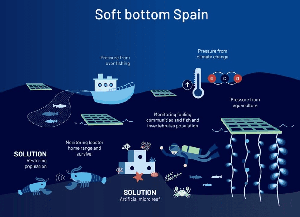 Aquaculture impact mitigation and lobster reintroduction infographic for Ria de Vigo Spain