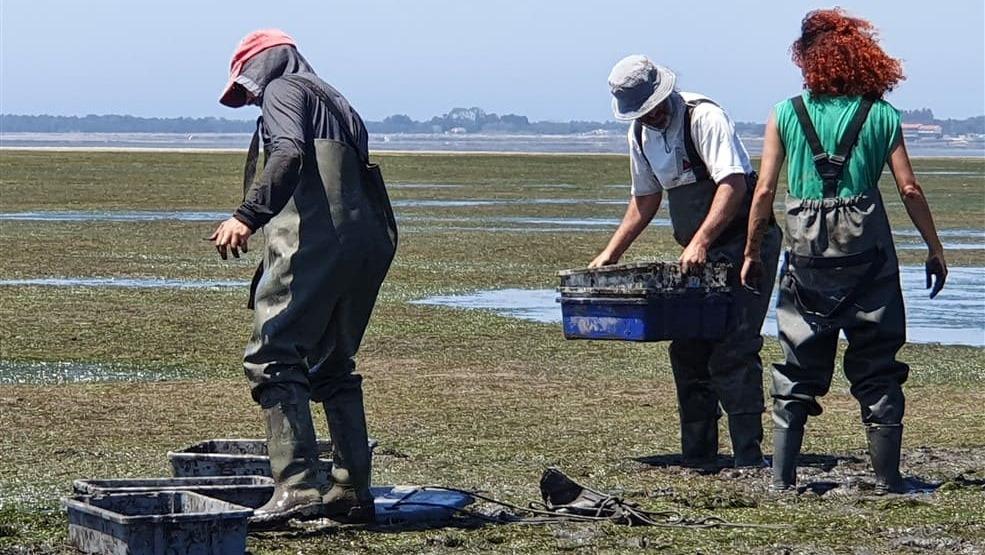 Volunteers restoring Zostera noltii seagrass meadows at Ria de Aveiro, Portugal, as part of large-scale coastal restoration efforts.